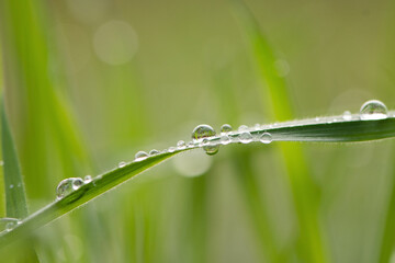 dew drops on grass leaf. Close up in nature. Natural green background botanical scene. Outdoor gardening rain drops on grass. 