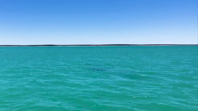 Pod of Dolphins