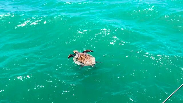 Sea Turtle