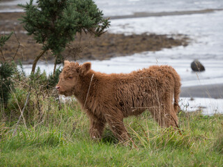Baby highland cow on the Isle of Mull