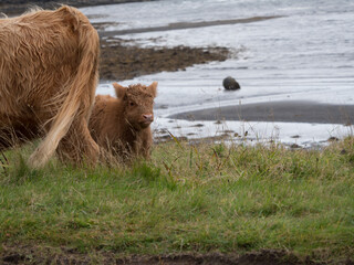 Highland cows on the Isle of Mull