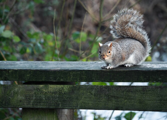 squirrel on a tree in longton