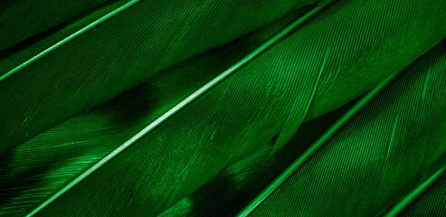 green hawk feathers with visible detail. background or texture