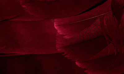 red hawk feathers with visible detail. background or texture