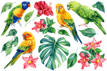 Ensemble de feuilles tropicales, de fleurs d& 39 hibiscus et d& 39 oiseaux perroquets sur fond blanc isolé, illustration à l& 39 aquarelle