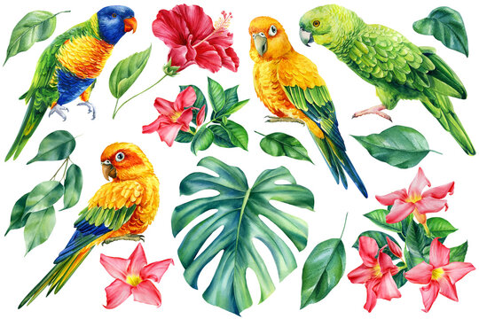 Set of tropical leaves, hibiscus flowers and birds parrots on an isolated white background, watercolor illustration