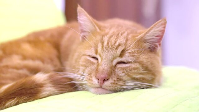 close up detailed view on cute lazy tired ginger cat sleeping on green pillow