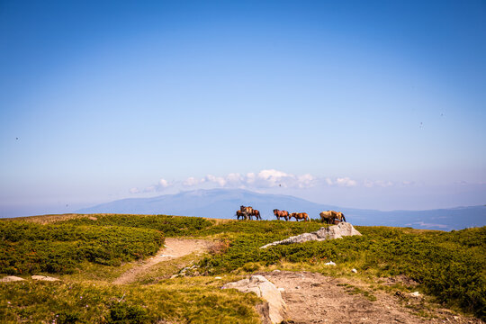 Herd of horses on a hill in Bulgaria. Horses graze in the mountains on a spring warm day. Blue sky, beautiful landscape. High quality photo
