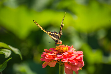 Eastern Swallowtail on flower