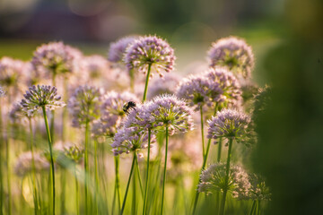 Bees on allium millennium