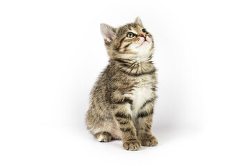 Funny small cute kitten on white background. with copy space