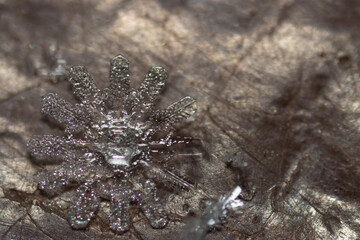 snowflake lying on a wooden bench