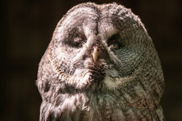 Close up portrait owl