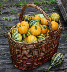 large basket with harvest decorative pumpkins