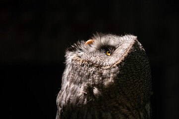 Close up portrait owl