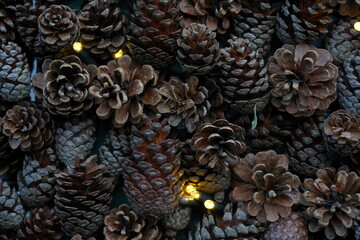 Pinnacles of pine tree as Christmas background. The pinnacles are spread with some lights on the ground. Suitable as seasonal background. Close up view with textured effect.