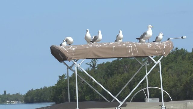 A small flock of seagulls perched on top of the hood of a boat; white streaks of excrement are visible; clear blue sky, northern Michigan. 407