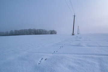 bunny tracks in the snow leading to the horizon 