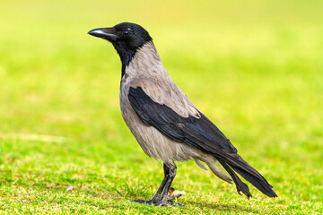 Hooded crow is standing on a green grass . Side view profile portrait of  a hoodie.