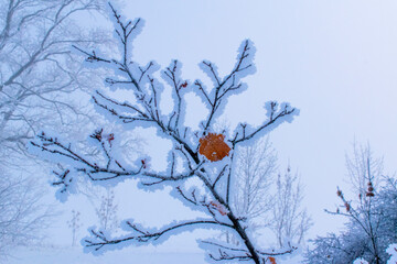 the last autumn leaf on a snowy branch
