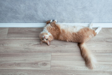 Beige fluffy cat lying on floor of the room. Looking into the camera.