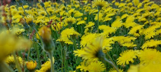 field of flowers © Bohdan