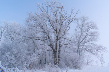 Fototapeta na wymiar snow trees in the fog