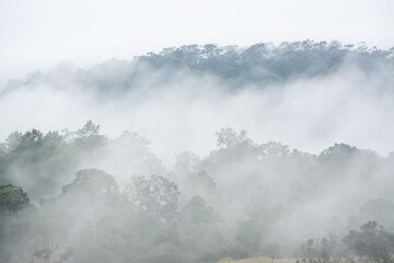 Naklejka na ściany i meble forest landscape in the fog