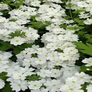 Video of amazing bushes of Verbena amplexus white in bloom. Amazing blooming garden flowers vervain close up.