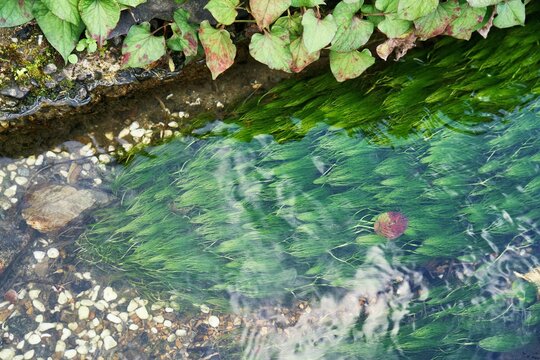 Hyogo,Japan- November 17, 2021: Batrachium nipponicus or Baikamo in a stream
