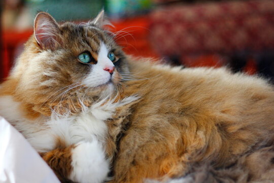 Cute Ragamuffin Purebred Cat Sitting on a pile of crumpled cushioning paper