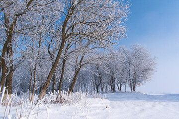 snow on trees in clear weather