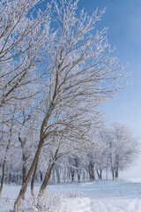 Fototapeta na wymiar snow on trees in clear weather