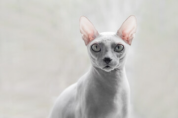 Small gray domestic cat Sphynx close-up and copy space/ Selective focus...
