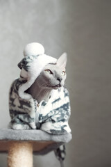Domestic gray cat Sphynx in clothes close-up and copy space. Selective focus..