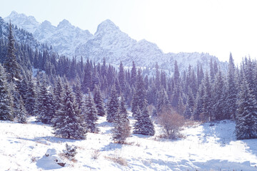 Beautiful winter landscape, snow-covered Christmas trees at the foot of the mountains