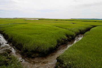 View from the Sandwich Boardwalk, small stream and wetland. Cape Cod, Massachusetts, USA.