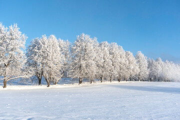 Fototapeta na wymiar Row of trees on a field covered with snow on beautiful sunny and frosty winter day