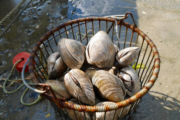 Bucket full of fresh quahogs, edible clams. Buzzard Bay, Massachusetts, USA.