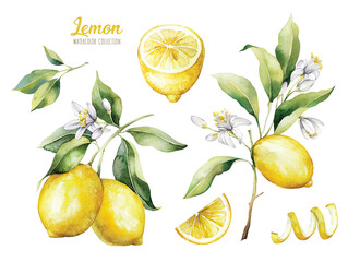 Set of watercolor illustrations of lemons. Hand painted tree branch ripe lemons with green leaves on white background for your design. - obrazy, fototapety, plakaty