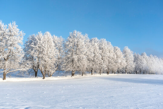 Row of trees on a field covered with snow on beautiful sunny and frosty winter day