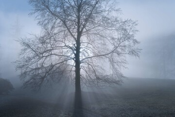Sun rays in the cold fogy morning. Sun light goes through the tree.