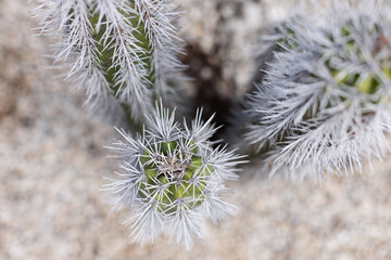 Naklejka na ściany i meble The thorns of the cactus closeup. Selective focus.