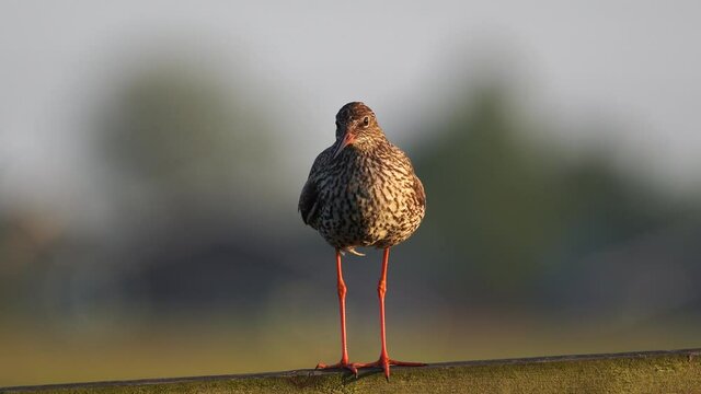 A Common Redshank (Tringa totanus) standing on a wooden fench
