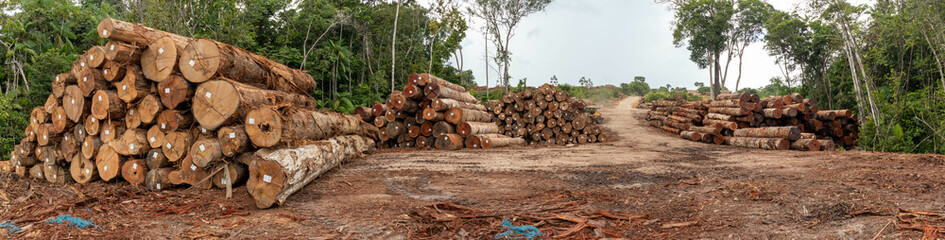 Storage yard with piles of wood logs legally extracted from an area of ​​brazilian amazon...