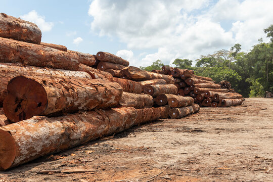 Storage yard with piles of wood logs legally extracted from an area of ​​brazilian amazon rainforest.