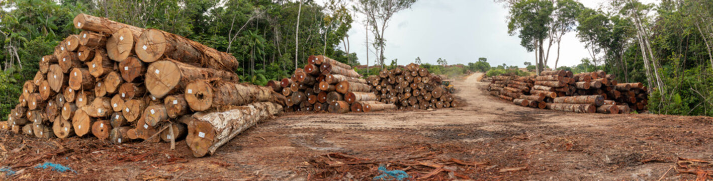 Storage yard with piles of wood logs legally extracted from an area of ​​brazilian amazon rainforest.