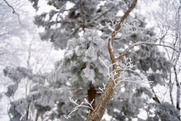 富山県中新川郡上市町と立山町にある大辻山を登山する風景 A view of climbing Mt. Otsuji in Kamiichi-cho and Tateyama-cho, Nakashinagawa-gun, Toyama Prefecture.
