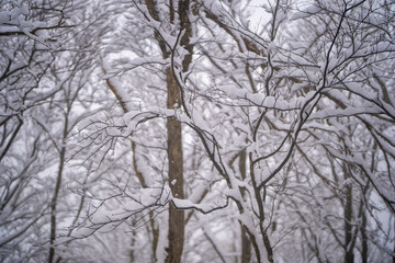 富山県中新川郡上市町と立山町にある大辻山を登山する風景 A view of climbing Mt. Otsuji in Kamiichi-cho and Tateyama-cho, Nakashinagawa-gun, Toyama Prefecture.