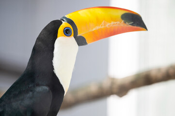 Tuco toucan sits